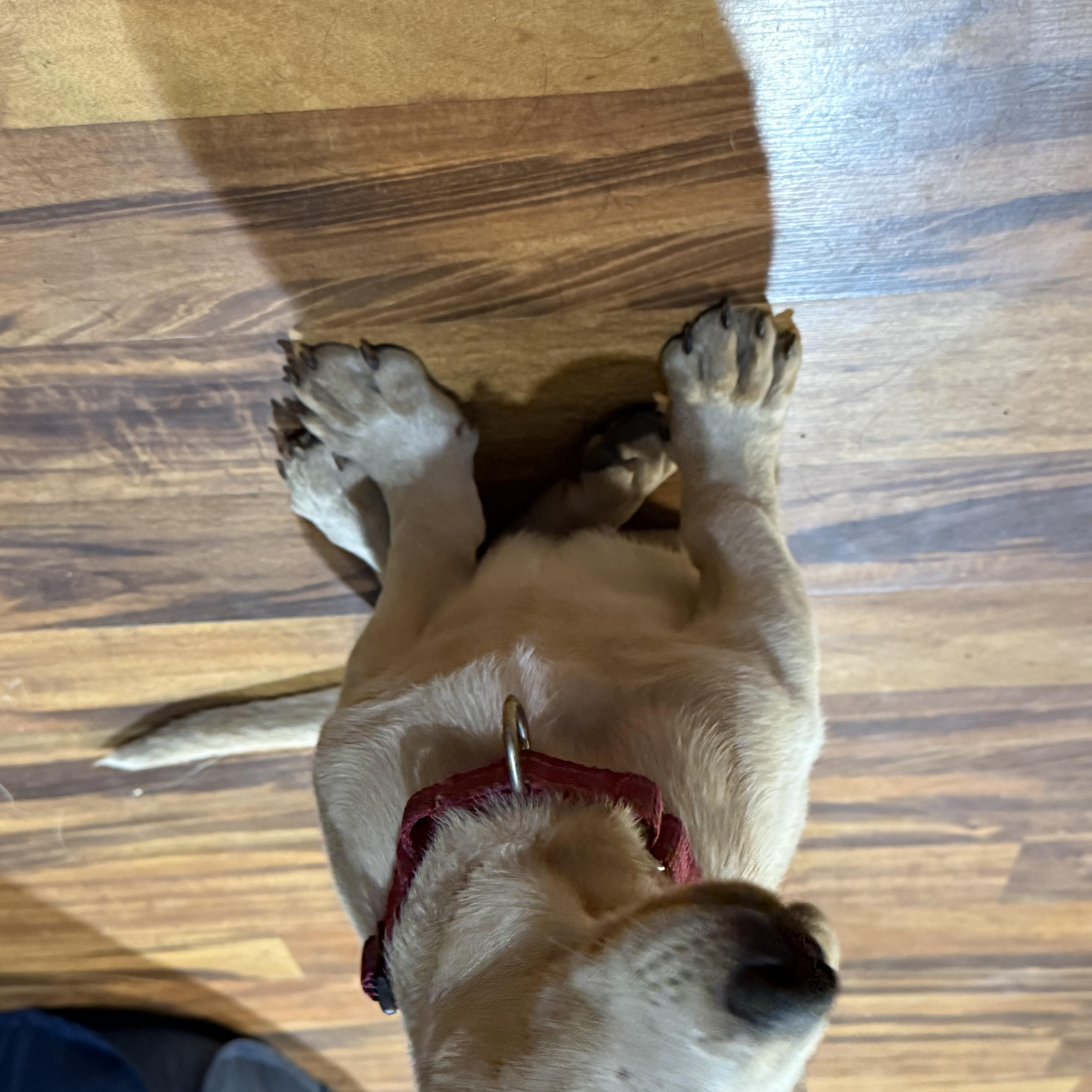 Enlarge Diamond, an adopted Mixed Breed in Sioux Falls, SD image 3/4