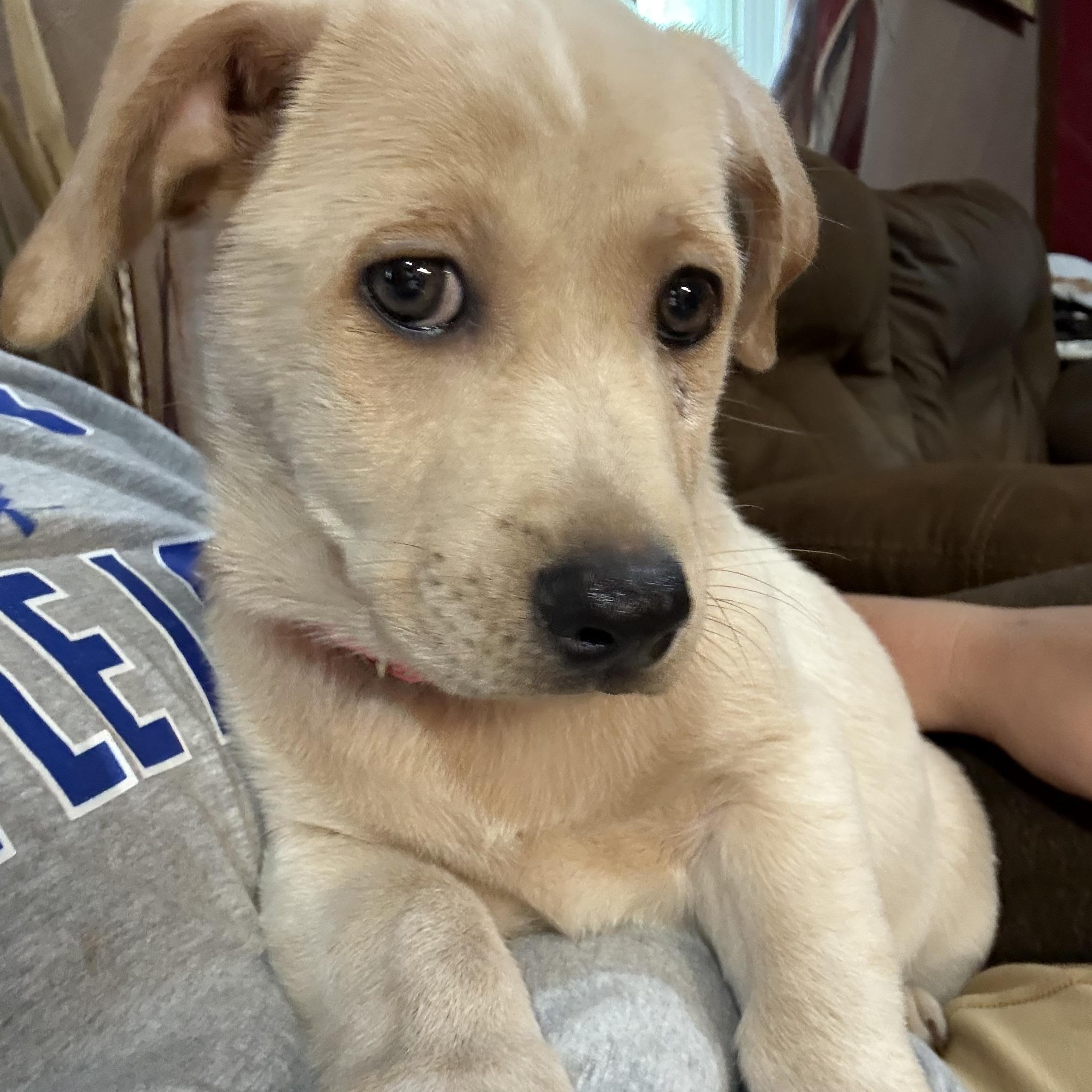 Enlarge Diamond, an adopted Mixed Breed in Sioux Falls, SD image 4/4