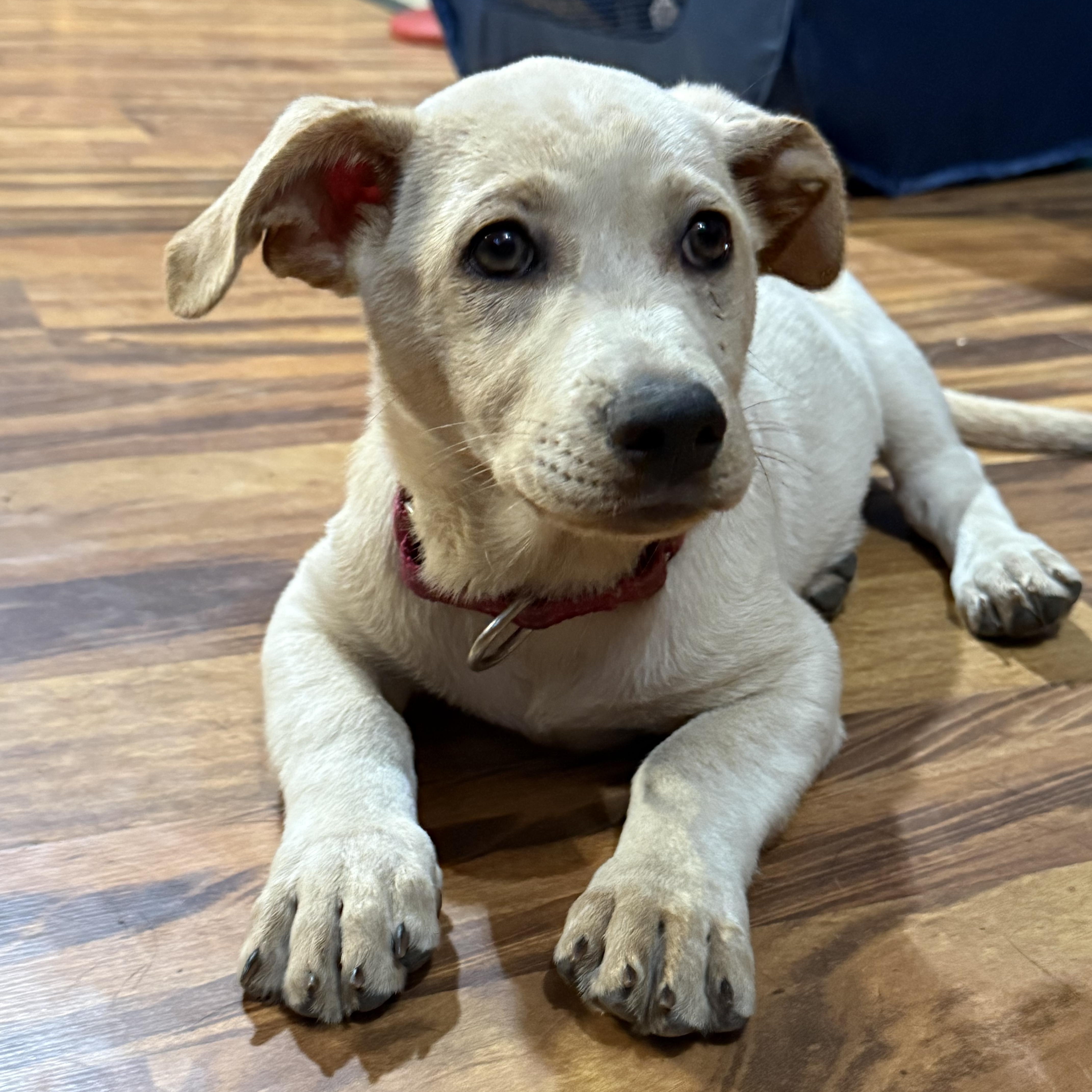 Enlarge Diamond, an adopted Mixed Breed in Sioux Falls, SD image 1/4