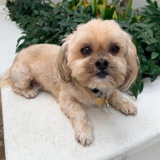 APOLLO, a ADOPTABLE mixed breed in Santa Monica, CA image 2/3