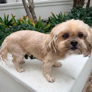 APOLLO, a ADOPTABLE mixed breed in Santa Monica, CA image 3/3