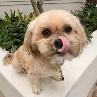 APOLLO, a ADOPTABLE mixed breed in Santa Monica, CA image 1/3