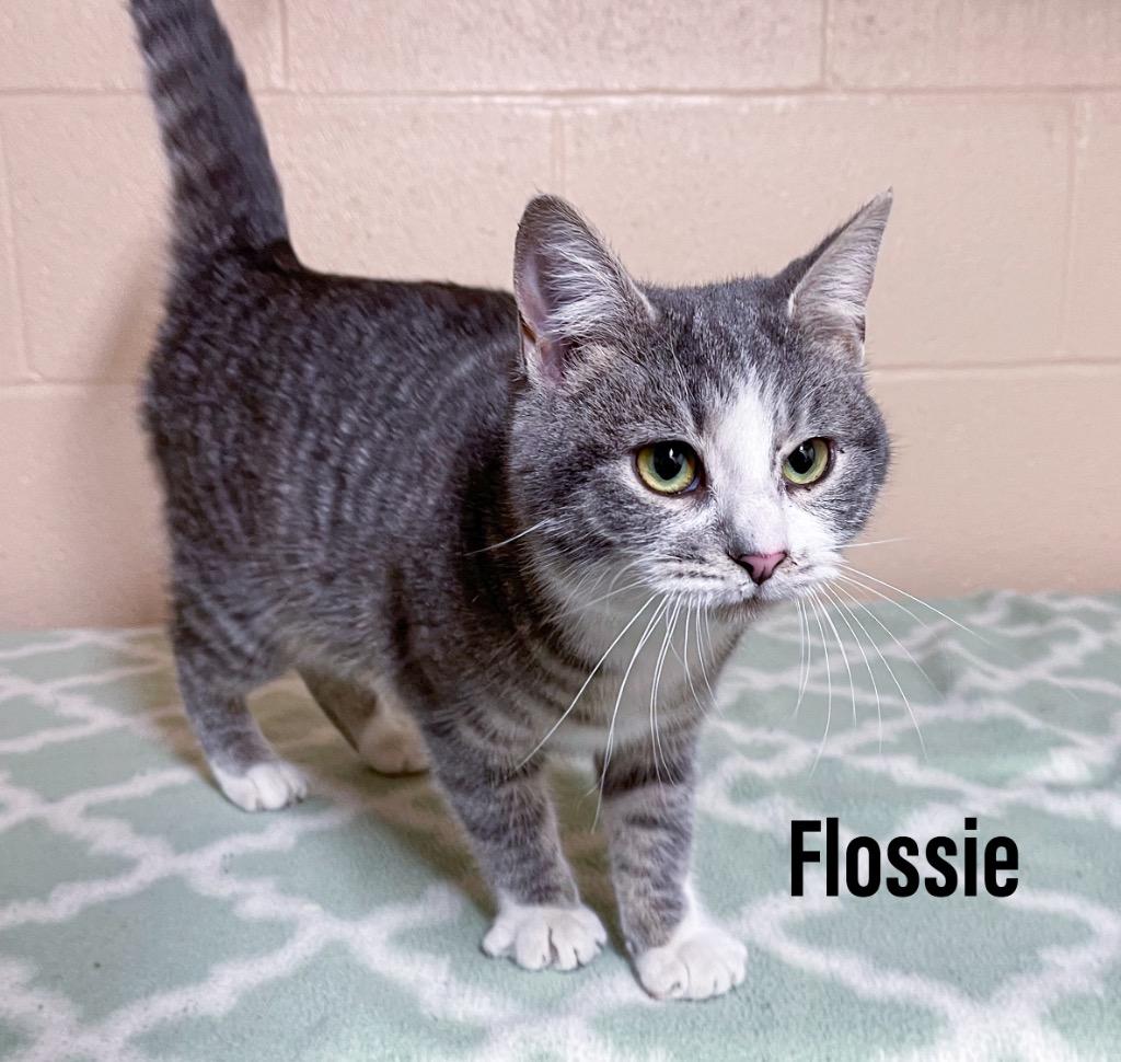 Flossie, Adoptable, Adult Female Domestic Short Hair.