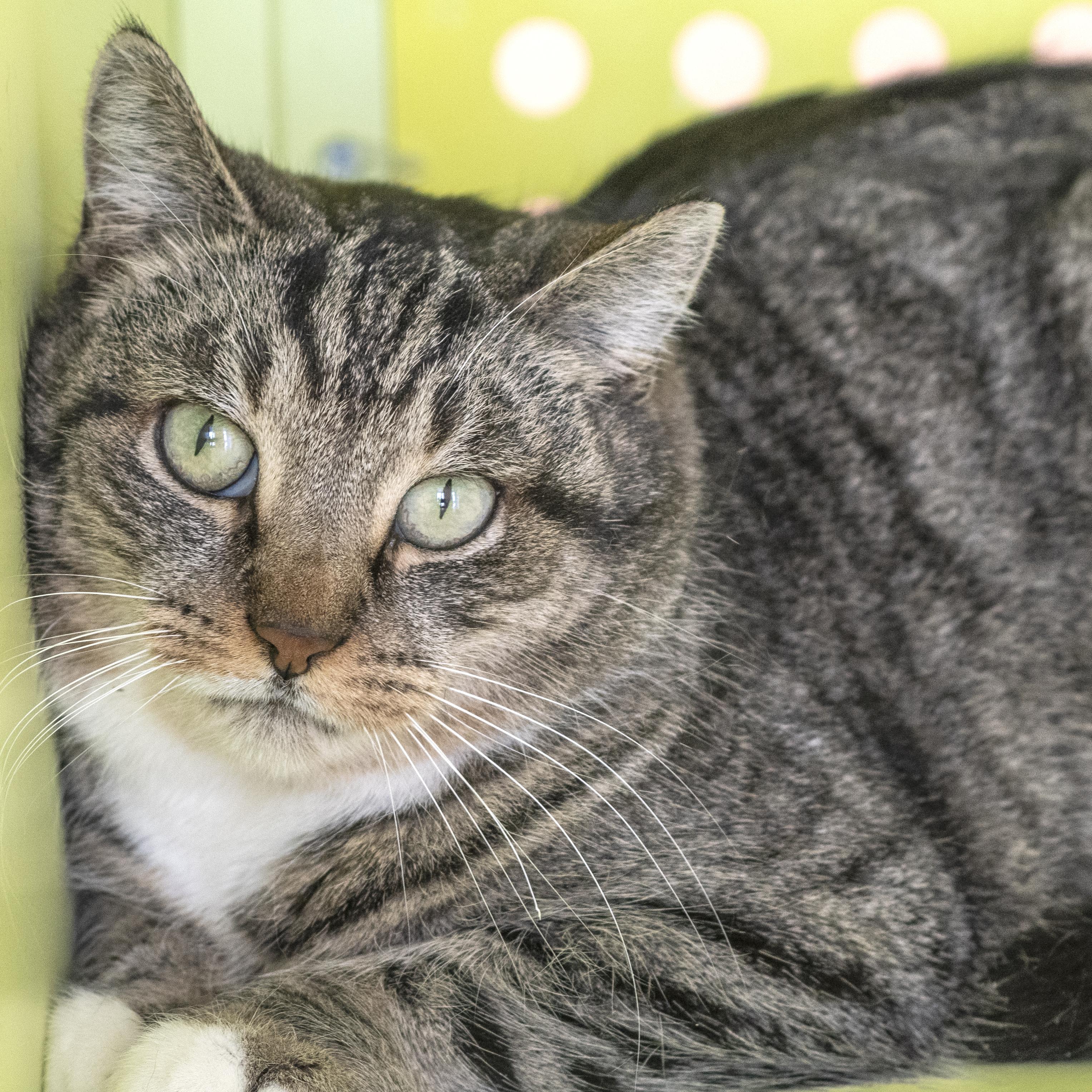 Enlarge Pebbles, a ADOPTABLE Domestic Short Hair in Pontiac, MI image 1/1