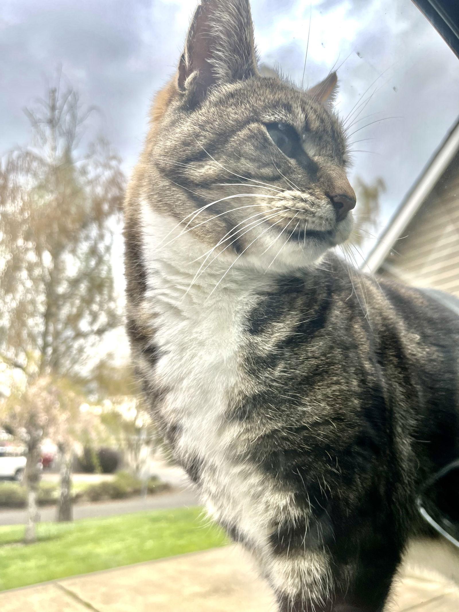 CAPER #1789 - Offered by Owner - Senior in/out, Adoptable, Senior Male Tabby & Domestic Short Hair.