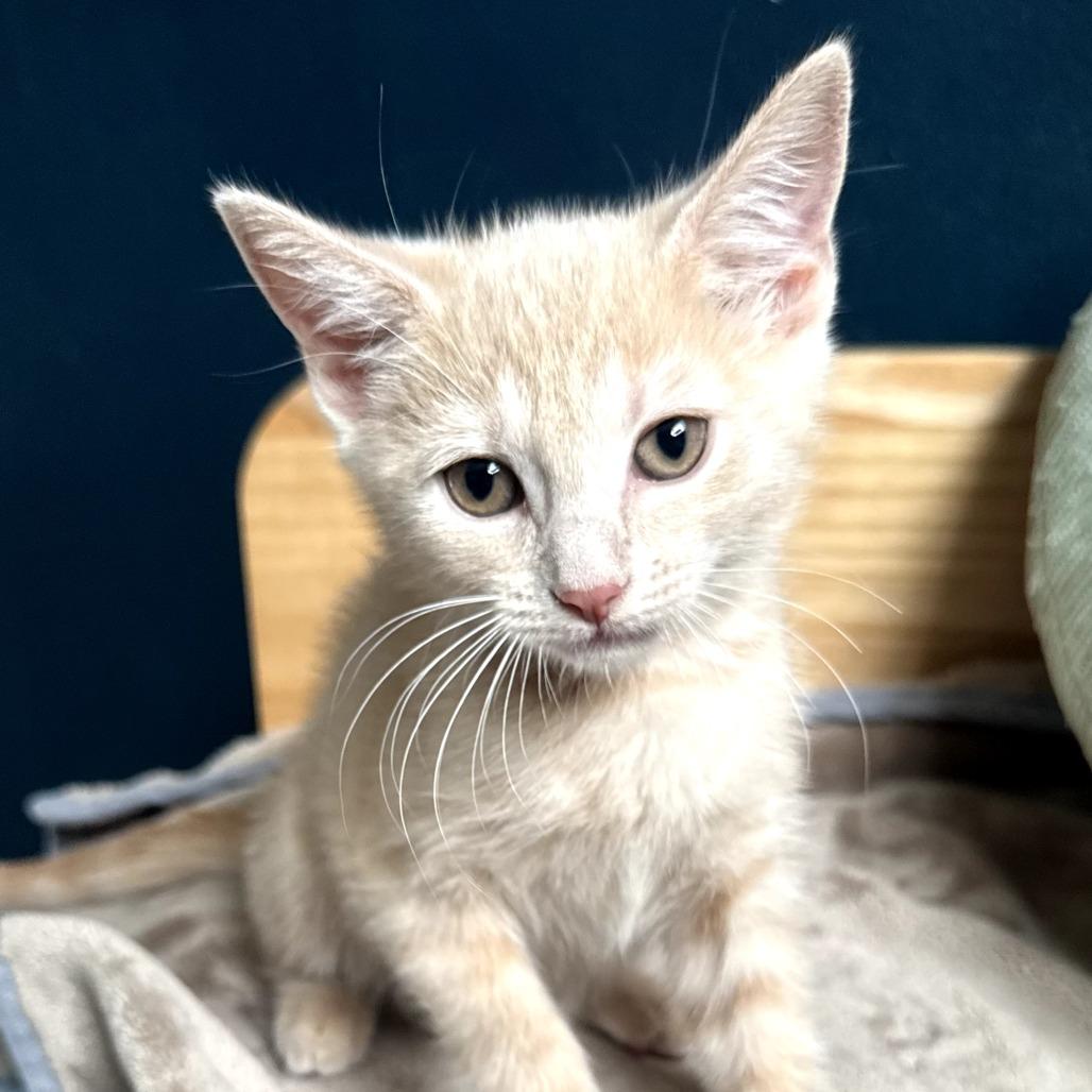 Enlarge Valencia, an adopted Domestic Short Hair in Parkland, FL image 2/4