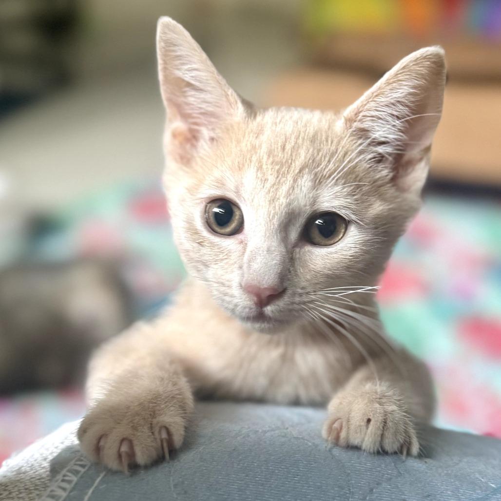 Enlarge Valencia, an adopted Domestic Short Hair in Parkland, FL image 3/4
