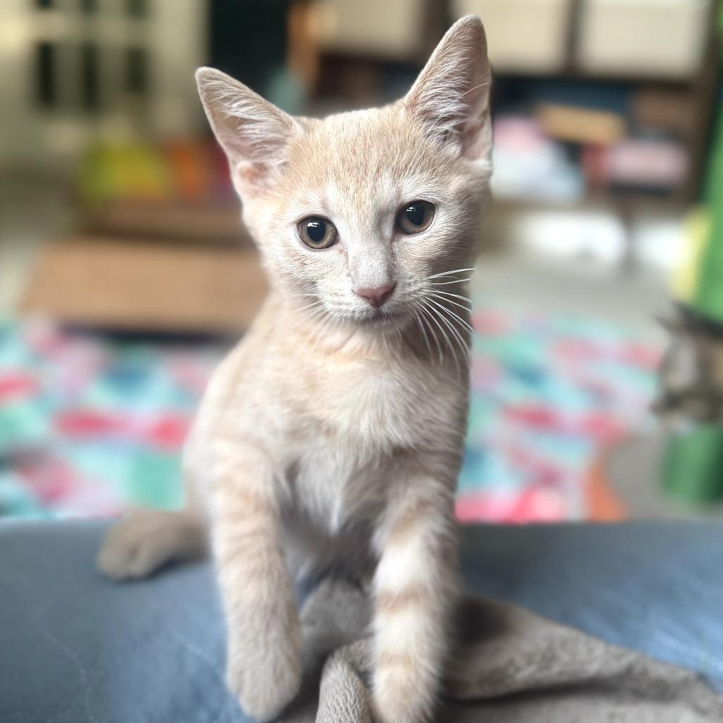 Enlarge Valencia, an adopted Domestic Short Hair in Parkland, FL image 1/4
