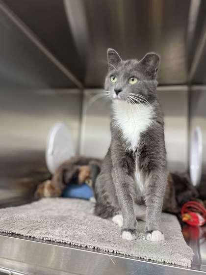 Ellen, Adoptable, Adult Female Domestic Short Hair & Domestic Short Hair.