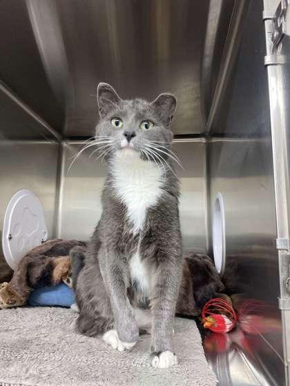 Enlarge Ellen, a Adoptable mixed breed in Fergus Falls, MN image 1/3