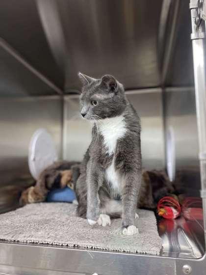 Enlarge Ellen, a Adoptable mixed breed in Fergus Falls, MN image 3/3