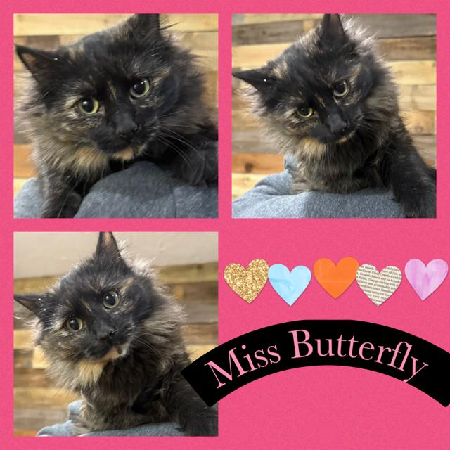 Bonnie & Butterfly, Adoptable, Young Female Domestic Long Hair.
