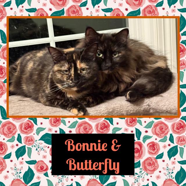 Bonnie & Butterfly, Adoptable, Young Female Domestic Long Hair.