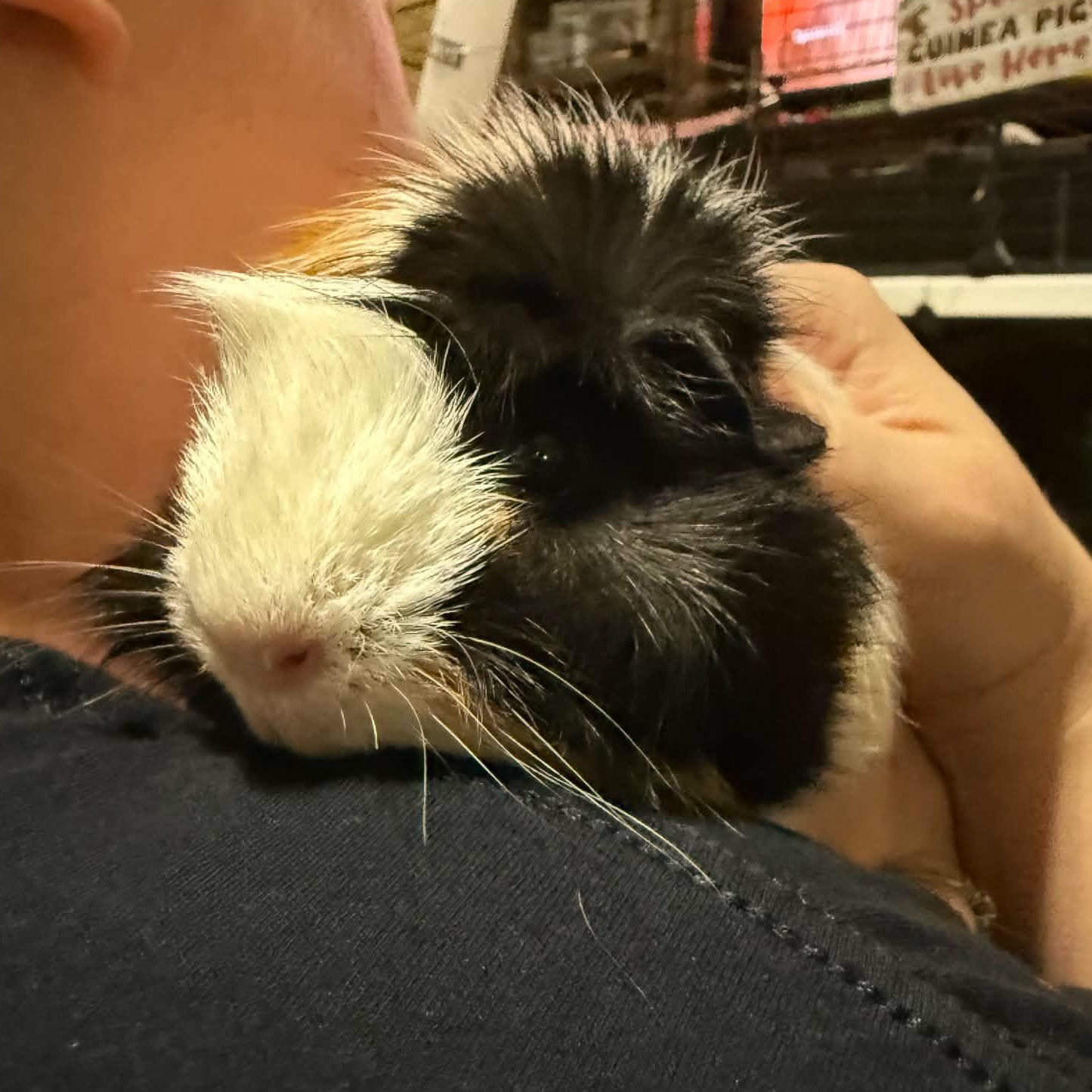 Tulip and Lilac, a ADOPTABLE Guinea Pig in Phoenix, AZ image 2/5