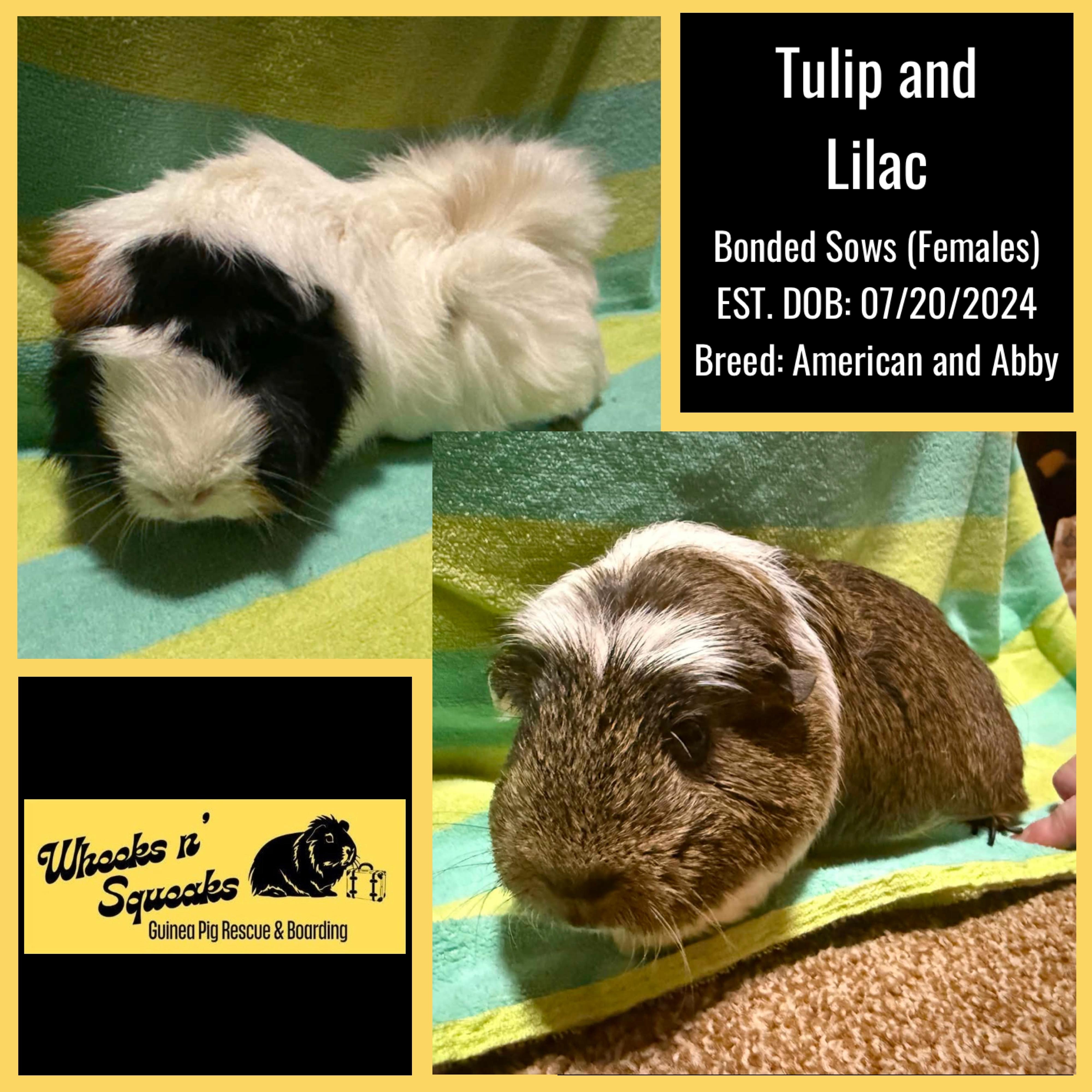 Tulip and Lilac, ADOPTABLE, Adult Female Guinea Pig.
