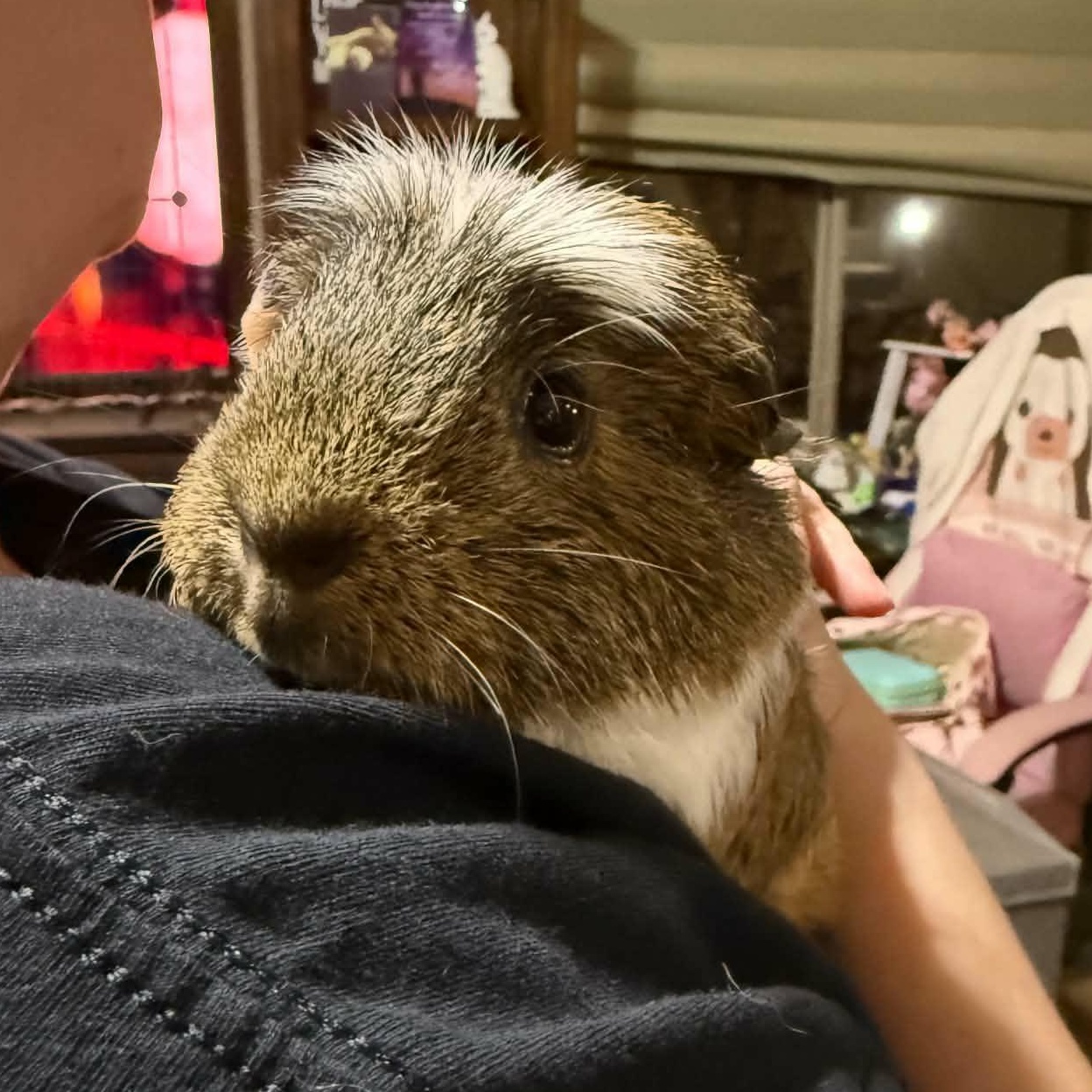 Tulip and Lilac, a ADOPTABLE Guinea Pig in Phoenix, AZ image 5/5
