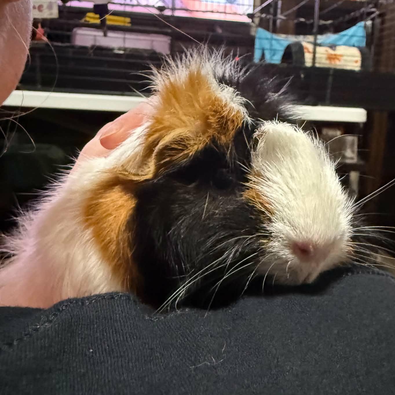 Tulip and Lilac, a ADOPTABLE Guinea Pig in Phoenix, AZ image 3/5