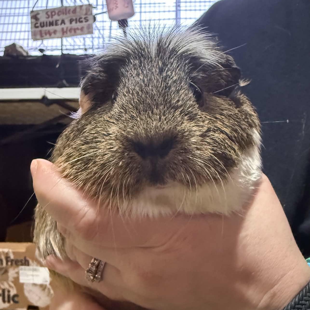 Tulip and Lilac, a ADOPTABLE Guinea Pig in Phoenix, AZ image 4/5
