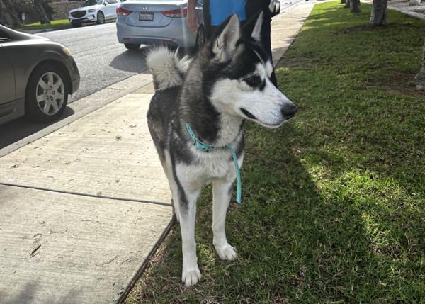 Enlarge Apollo, a Adoptable mixed breed in San Gabriel, CA image 2/4