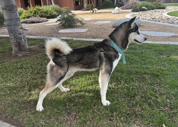 Enlarge Apollo, a Adoptable mixed breed in San Gabriel, CA image 3/4