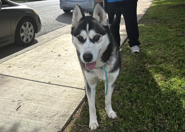Enlarge Apollo, a Adoptable mixed breed in San Gabriel, CA image 4/4