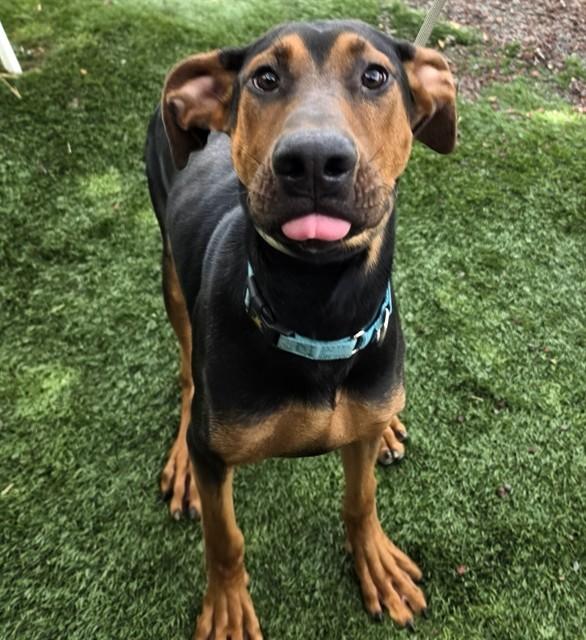 Ruffus, Adoptable, Young Male Doberman Pinscher.
