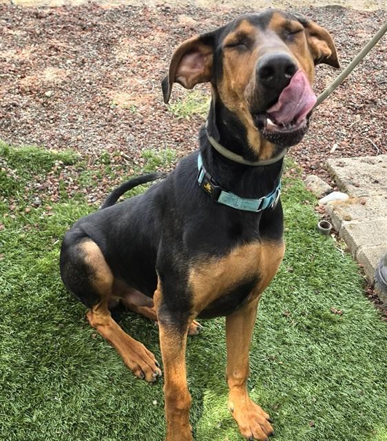 Enlarge Ruffus, a Adoptable mixed breed in Phoenix, OR image 2/4