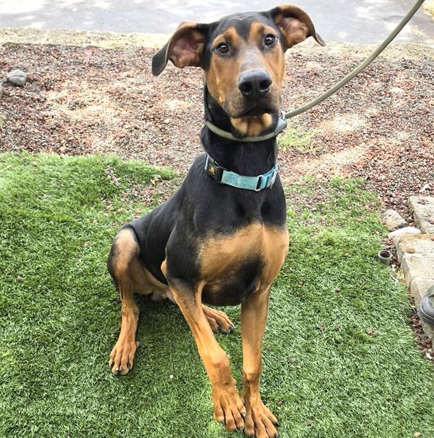 Enlarge Ruffus, a Adoptable mixed breed in Phoenix, OR image 4/4