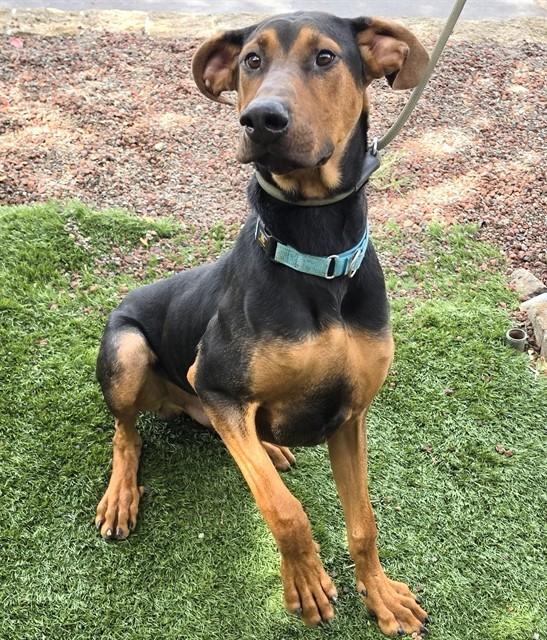 Enlarge Ruffus, a Adoptable mixed breed in Phoenix, OR image 3/4