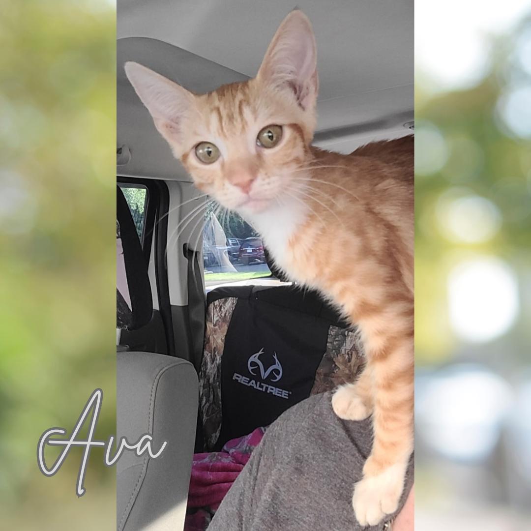 Ava (w/Avery), a Adoptable Tabby in Orange City, FL image 2/2