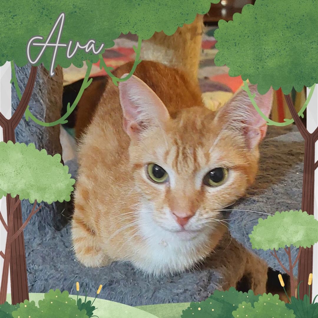 Ava (w/Avery), a Adoptable Tabby in Orange City, FL image 1/2