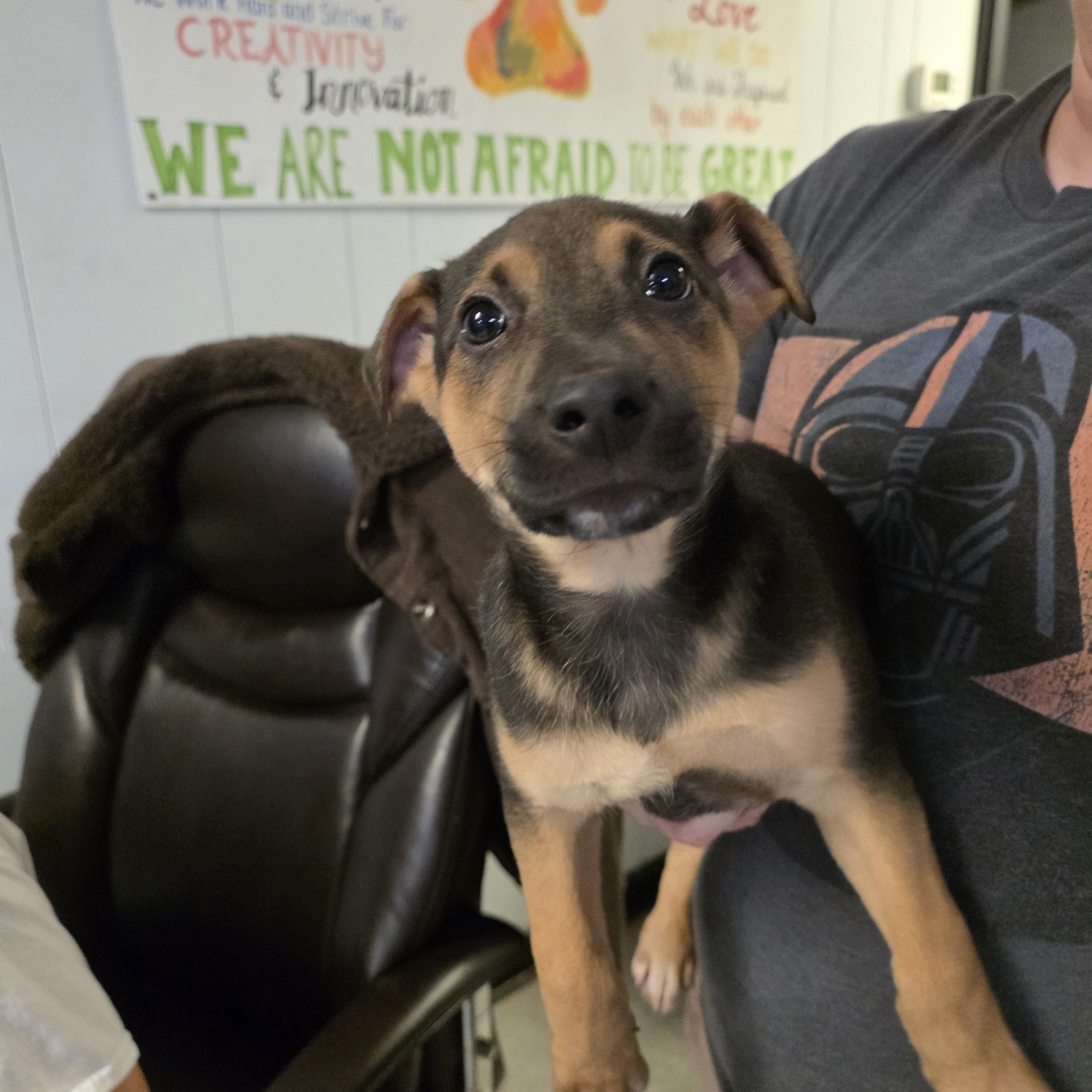 Luke, ADOPTABLE, Young Male Mixed Breed.