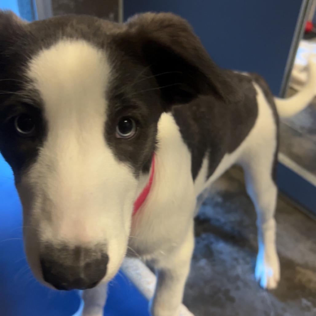 Crystal, Adoptable, Puppy Female Border Collie & Husky.
