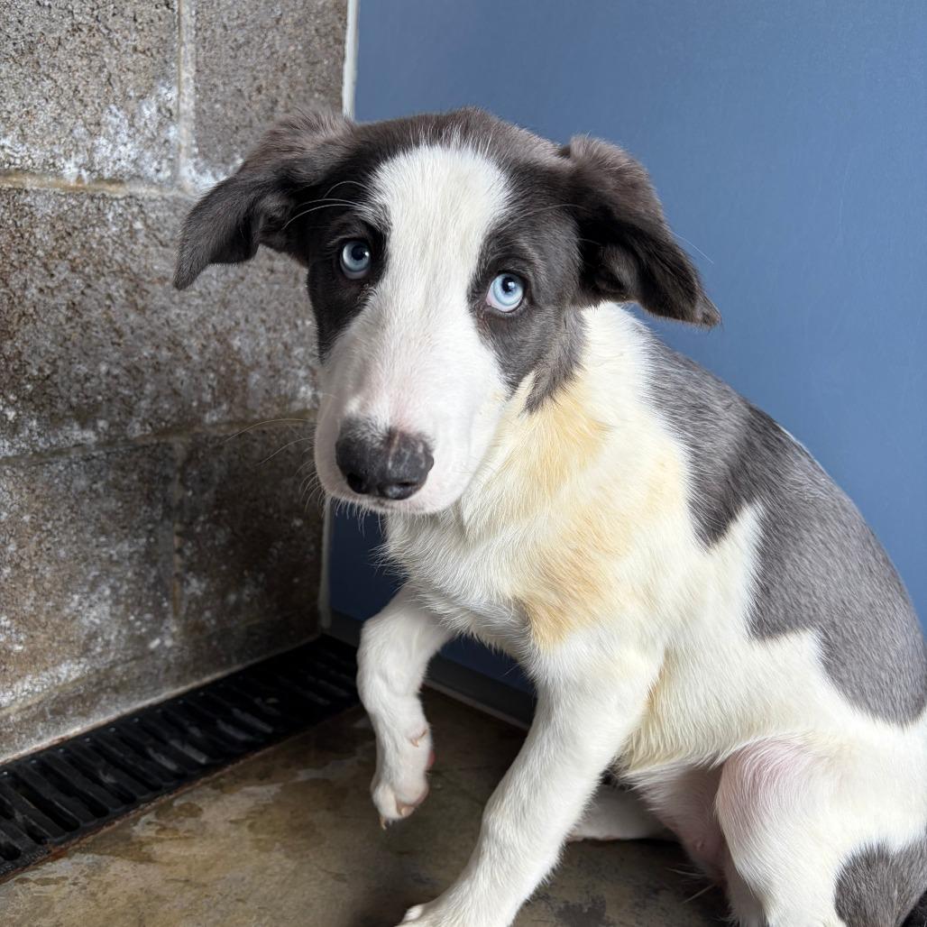 Crystal, a Adoptable mixed breed in Show Low, AZ image 2/2