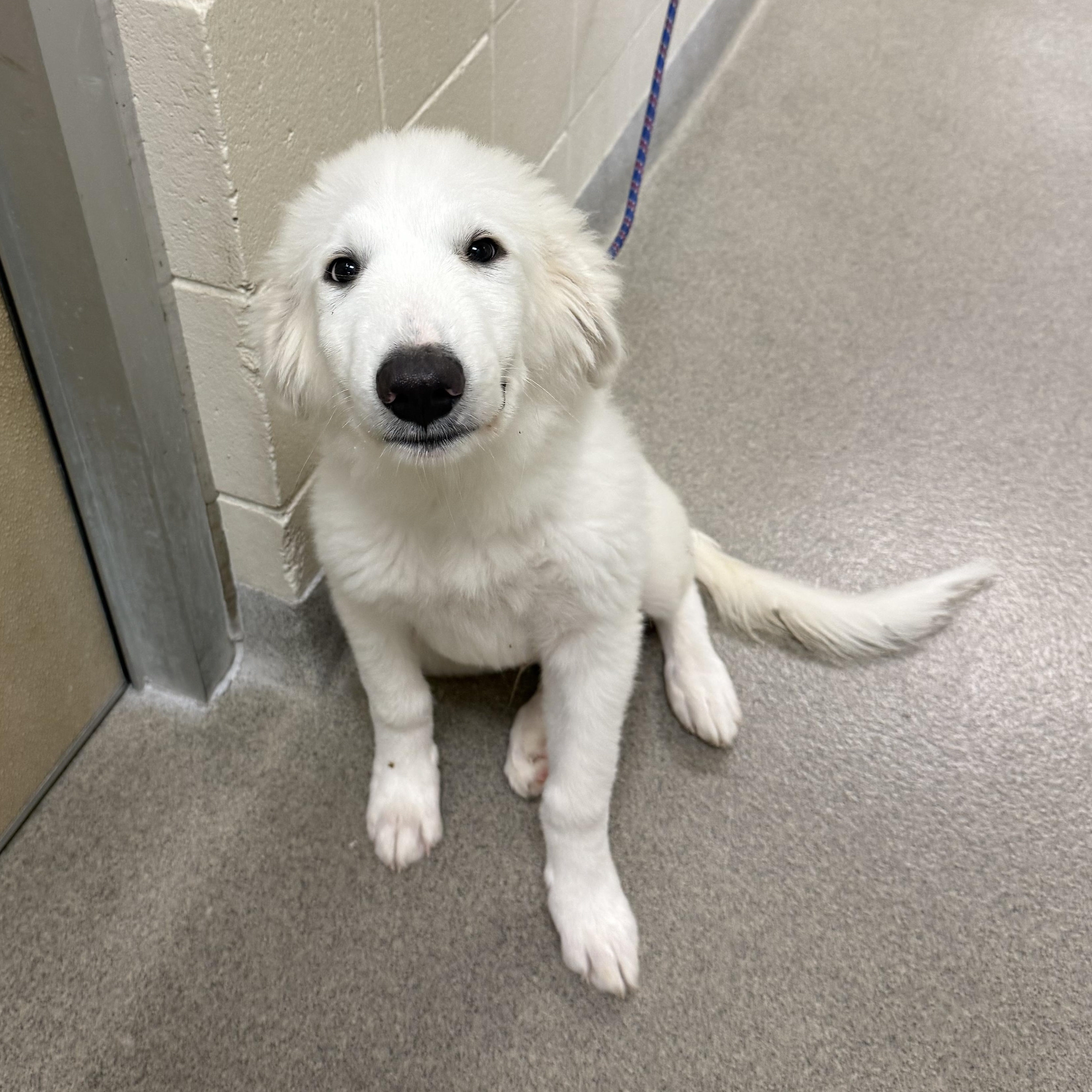 Enlarge Nimbus, a Adoptable Great Pyrenees in Kearney, NE image 1/1