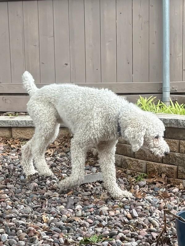 Enlarge Dexter, a ADOPTABLE Labradoodle in Colleyville, TX image 2/4