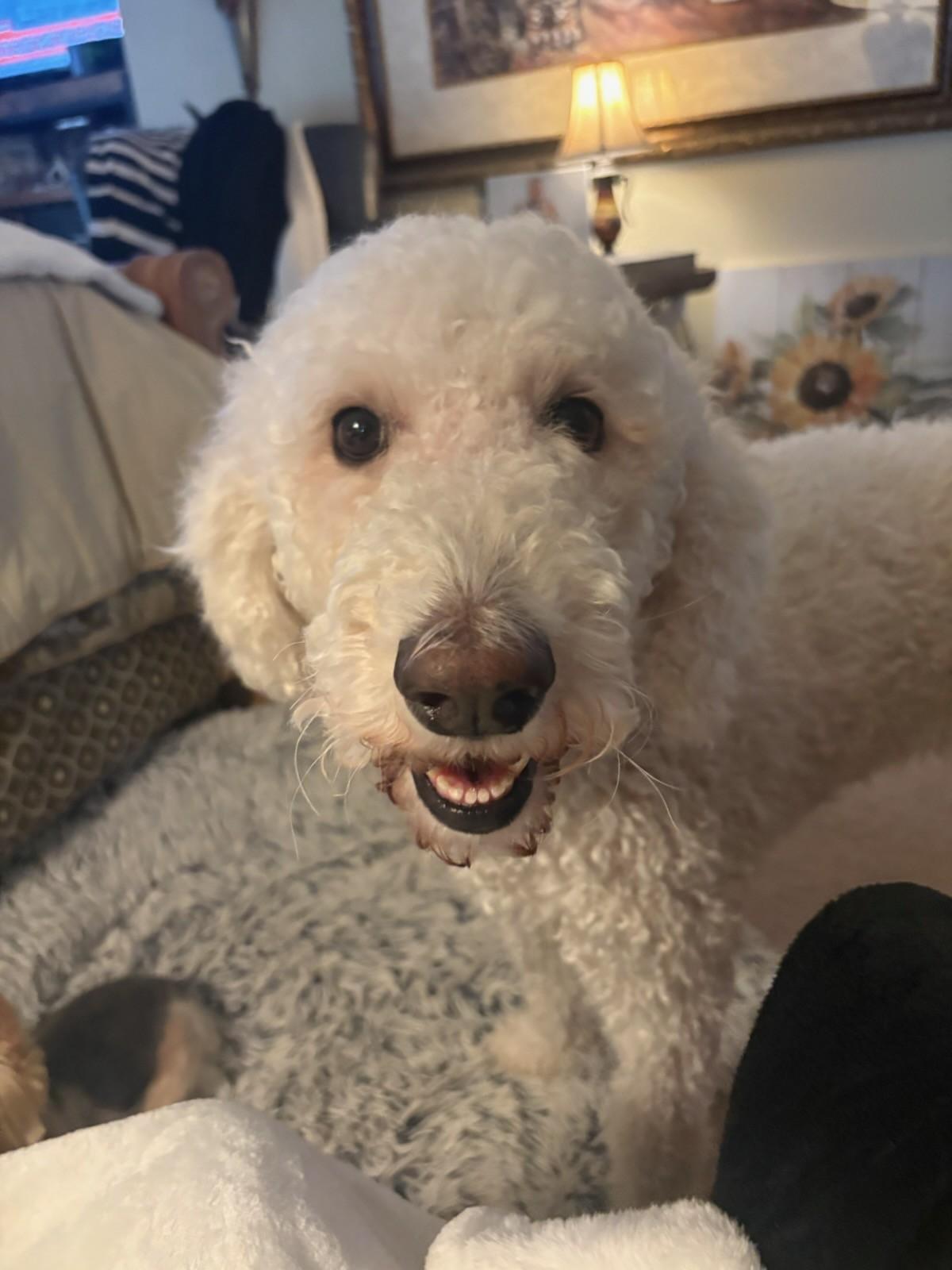 Dexter, adopted, Adult Male Labradoodle.