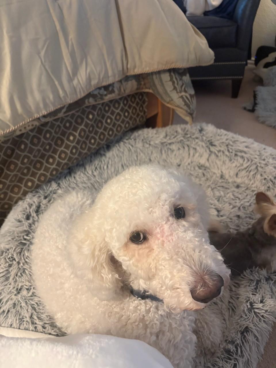 Dexter, an adopted Labradoodle in Colleyville, TX image 5/5