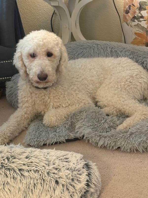 Enlarge Dexter, a ADOPTABLE Labradoodle in Colleyville, TX image 1/4