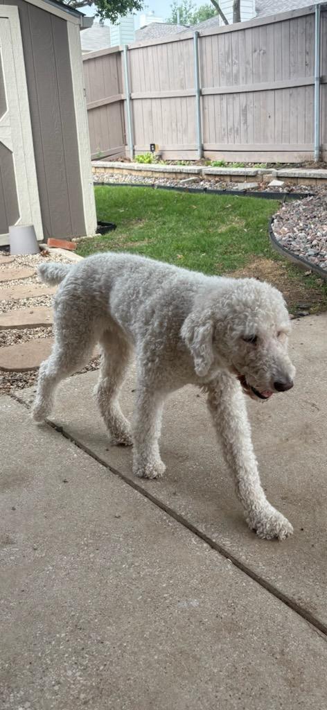 Enlarge Dexter, a ADOPTABLE Labradoodle in Colleyville, TX image 4/4