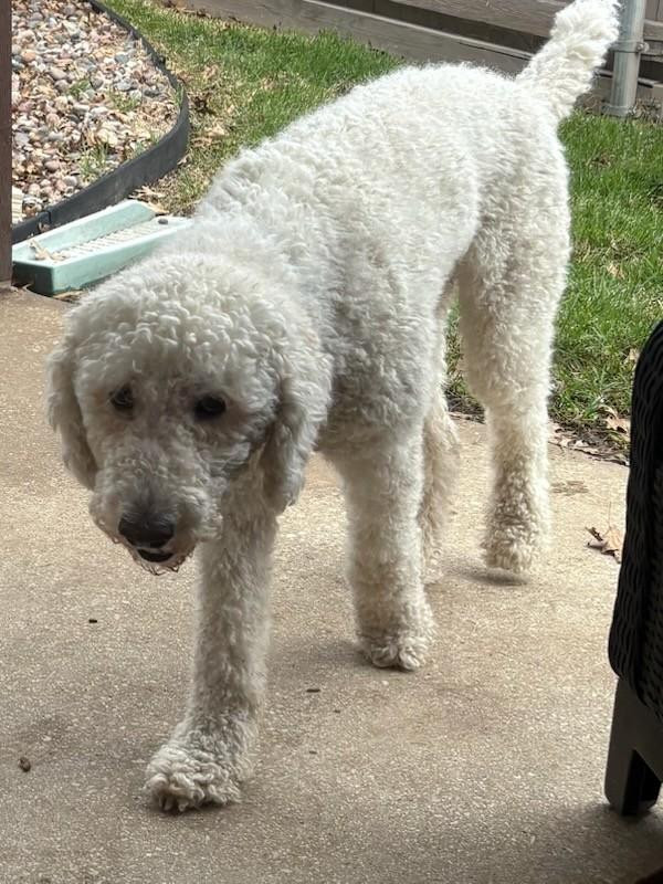 Enlarge Dexter, a ADOPTABLE Labradoodle in Colleyville, TX image 3/4