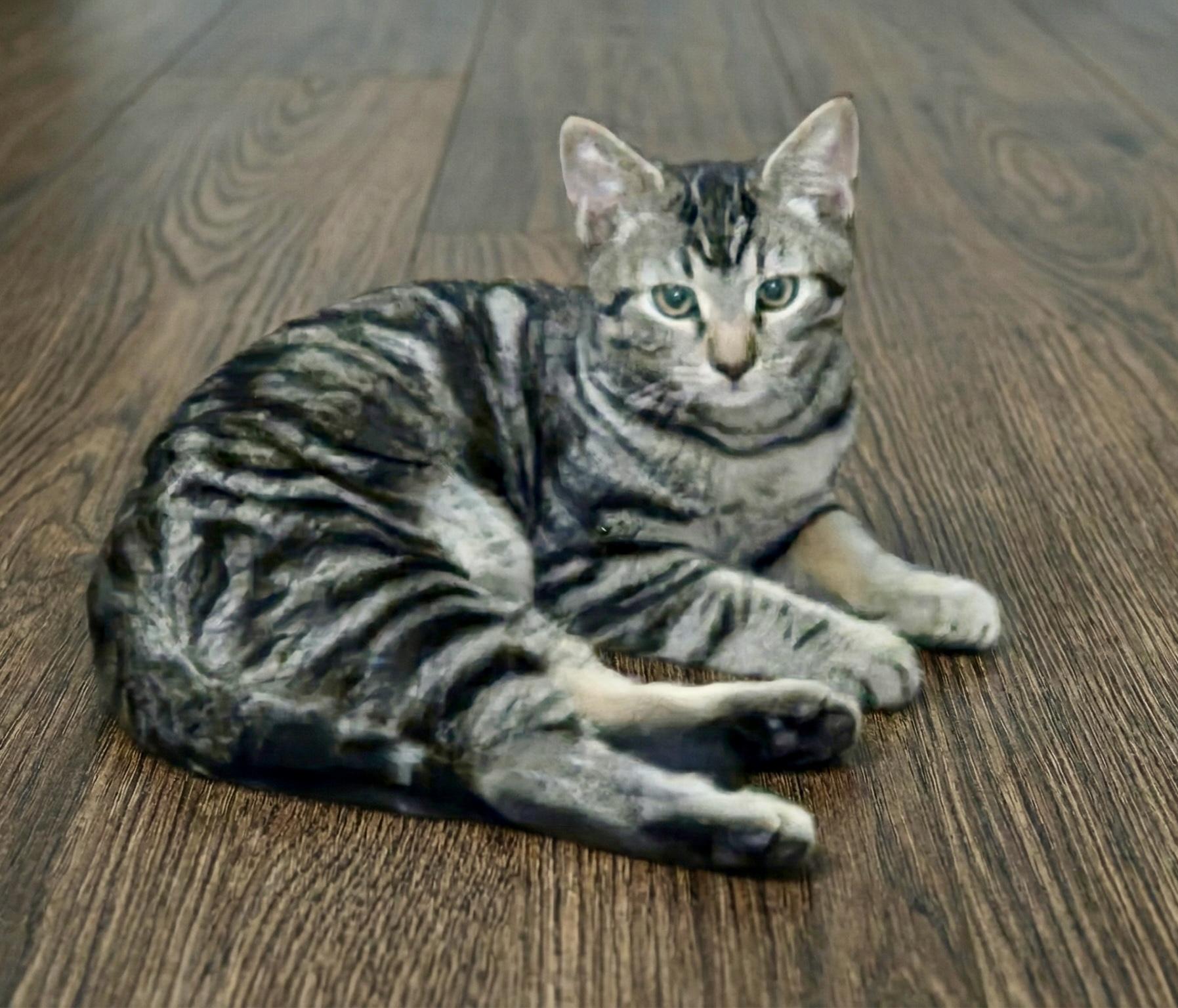 Enlarge Ash & Shadow, a ADOPTABLE mixed breed in Hagerstown, MD image 2/5