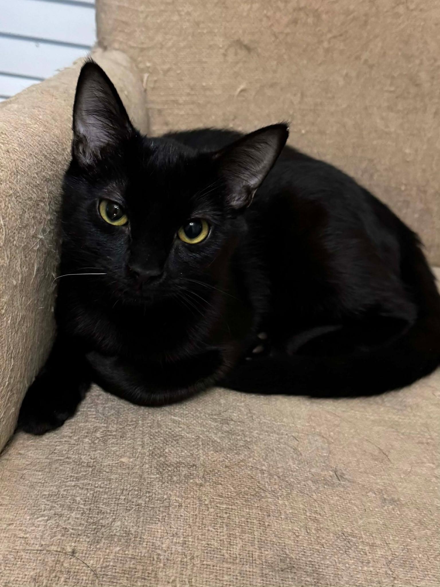 Enlarge Ash & Shadow, a ADOPTABLE mixed breed in Hagerstown, MD image 3/5