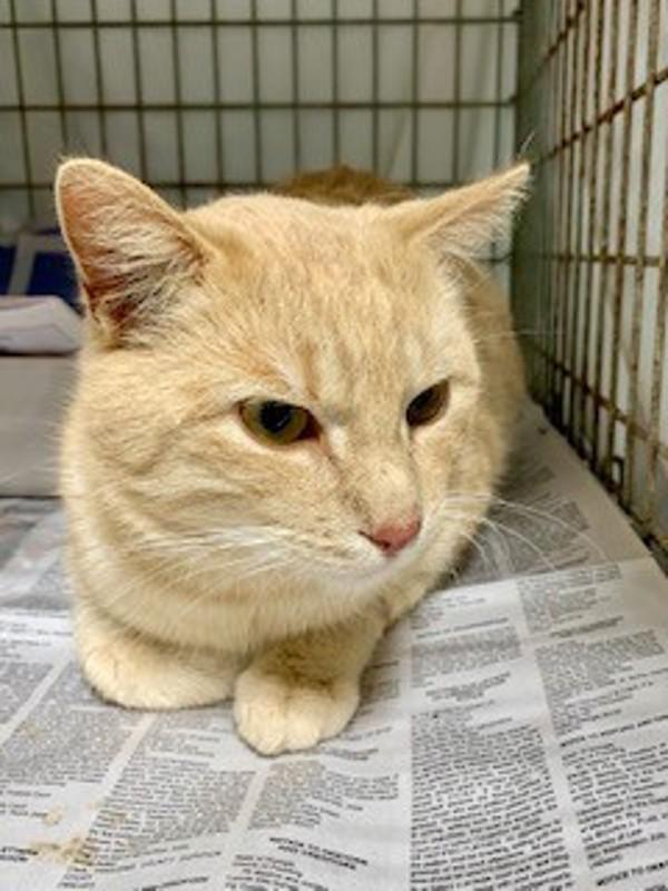 26-01-0139 Phil, Adoptable, Adult Male Domestic Short Hair.