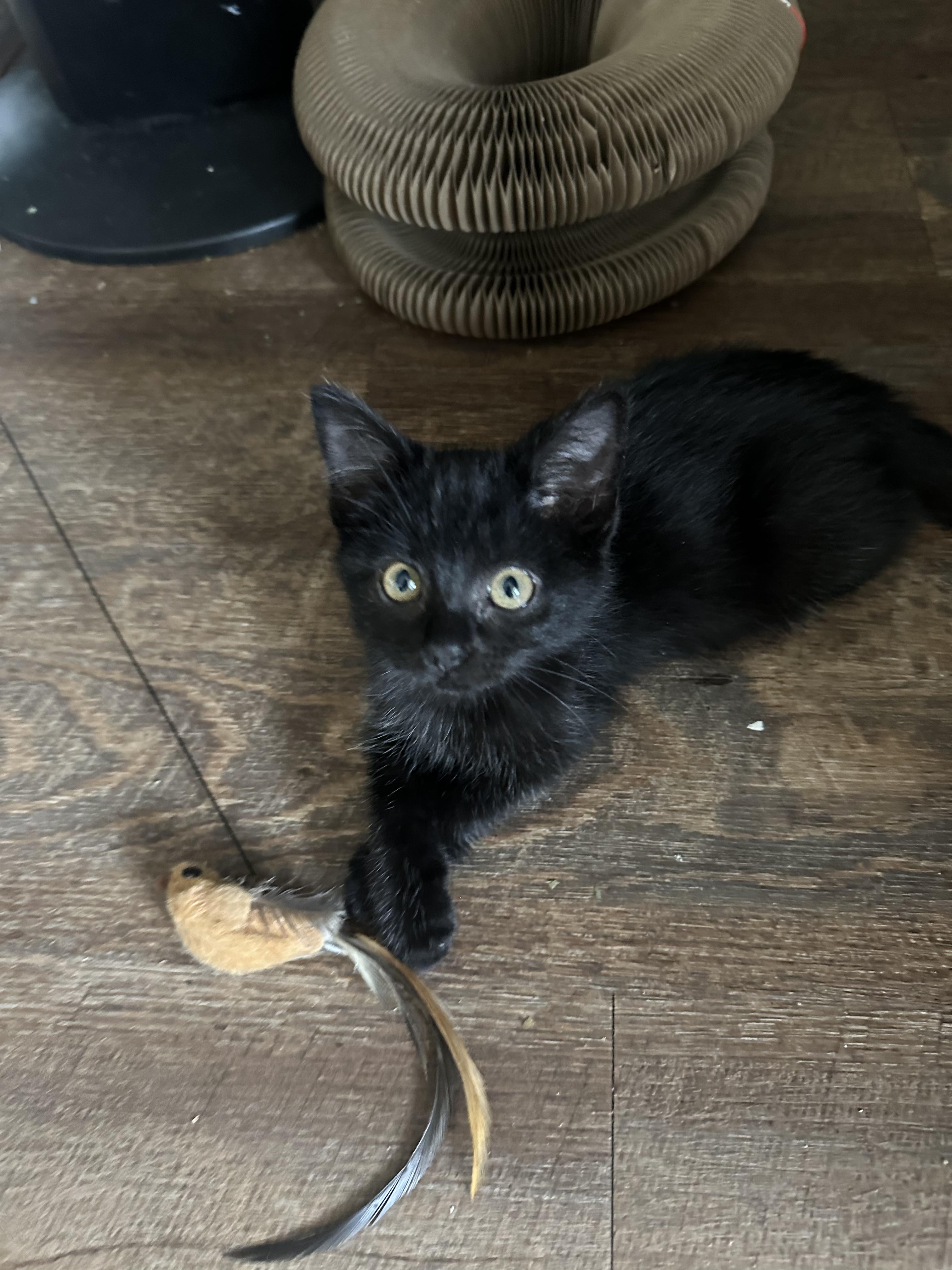 Cinder