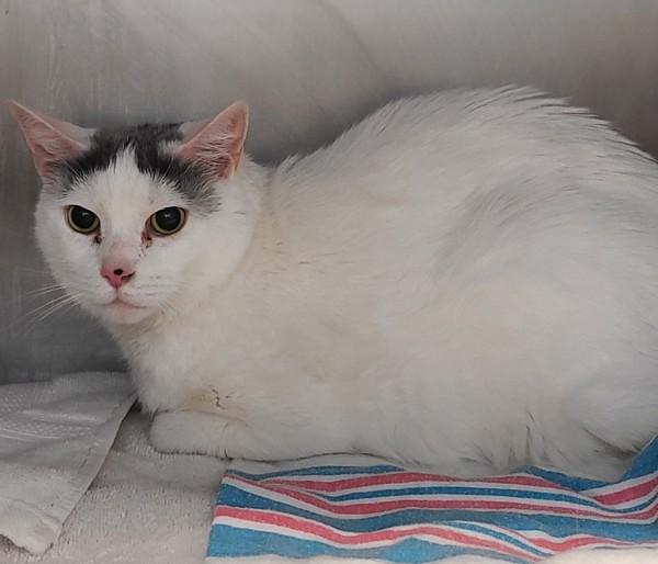 Henry, Adoptable, Senior Male Domestic Short Hair.