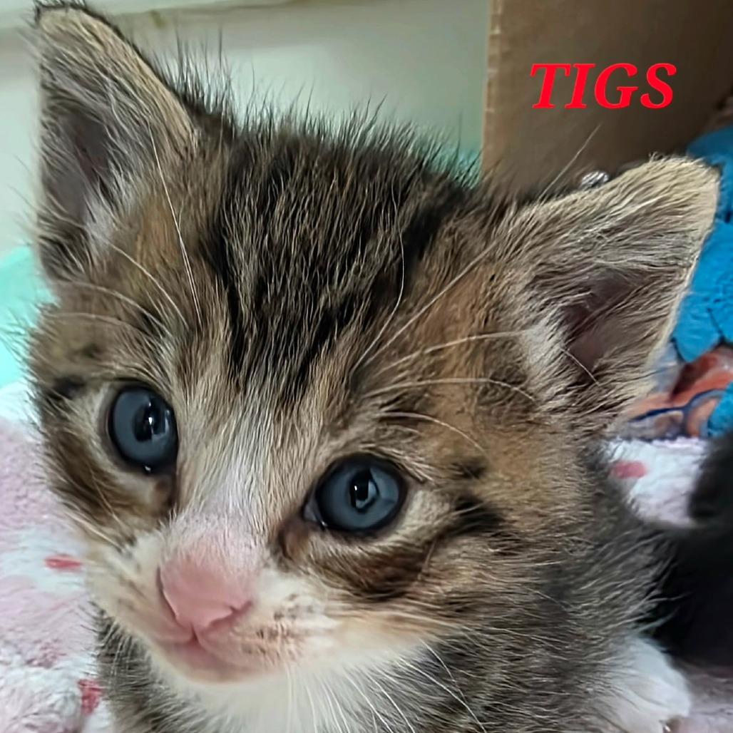 Tigs, Adoptable, Kitten Male Domestic Short Hair.