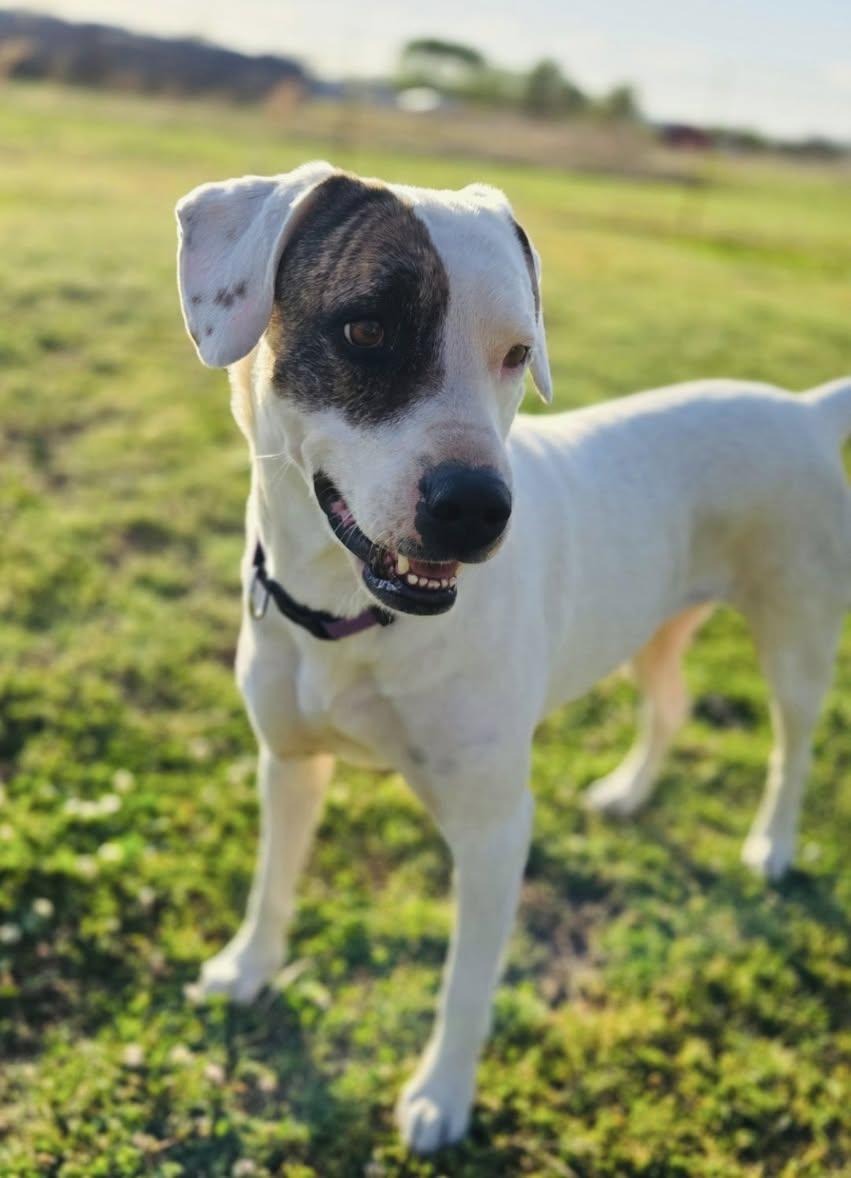 Ella, a ADOPTABLE Mixed Breed in Davenport, IA image 1/2
