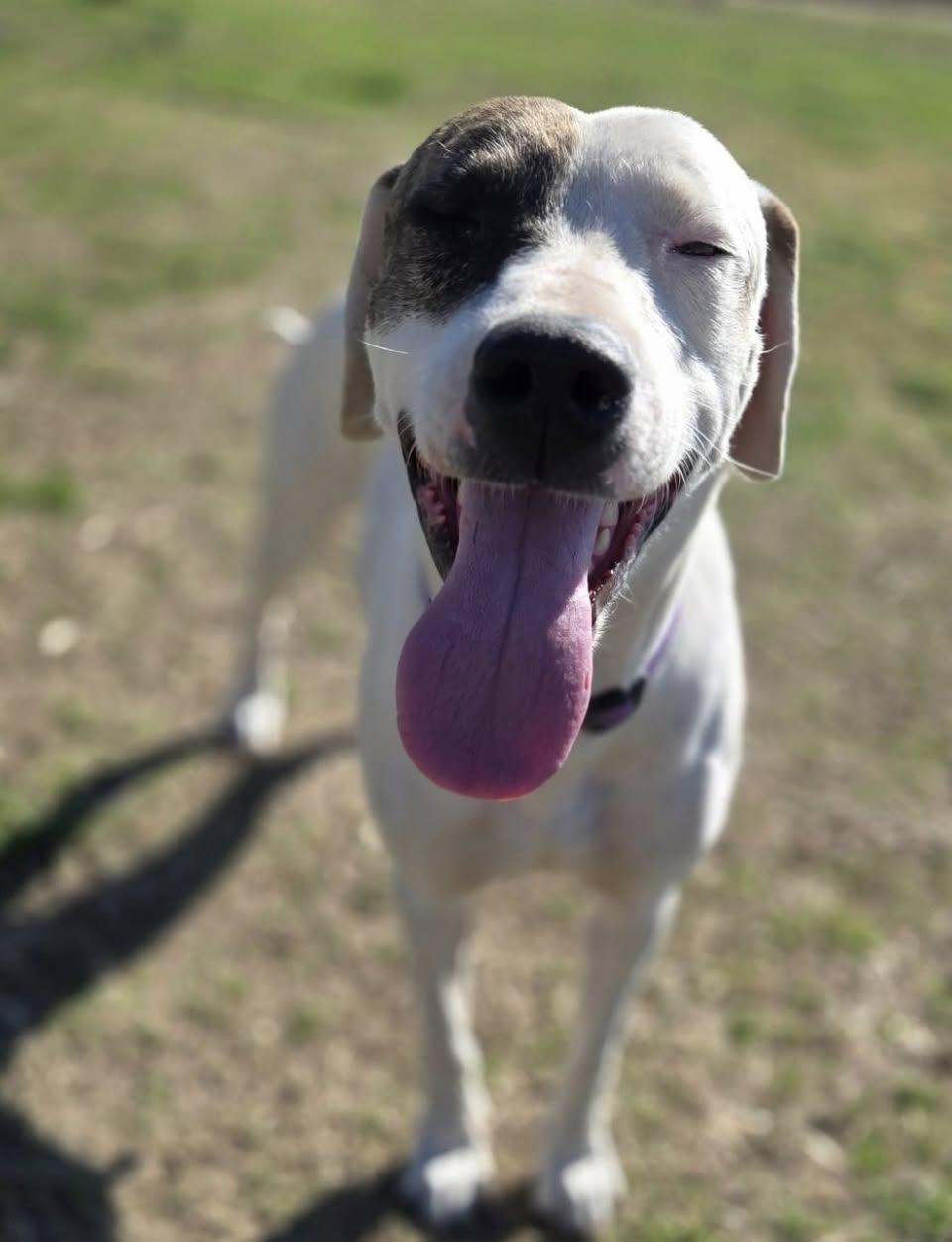 Ella, a ADOPTABLE Mixed Breed in Davenport, IA image 2/2