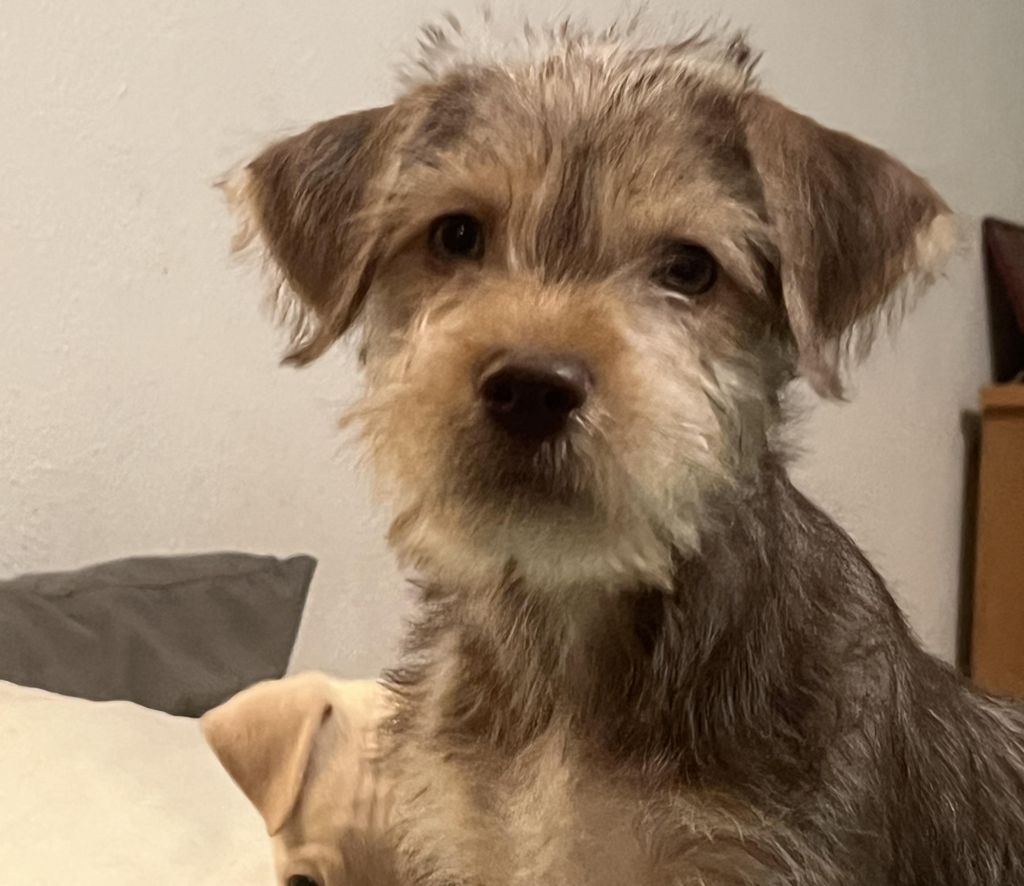 Mateo, Adoptable, Puppy Male Wirehaired Terrier.